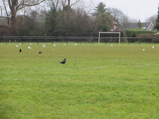 Seagulls, crows and ravens.