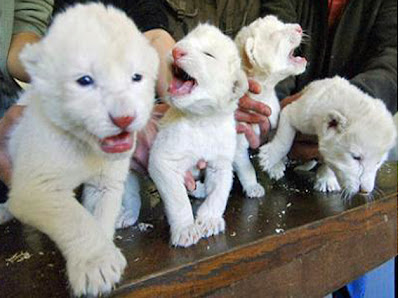 White baby lions