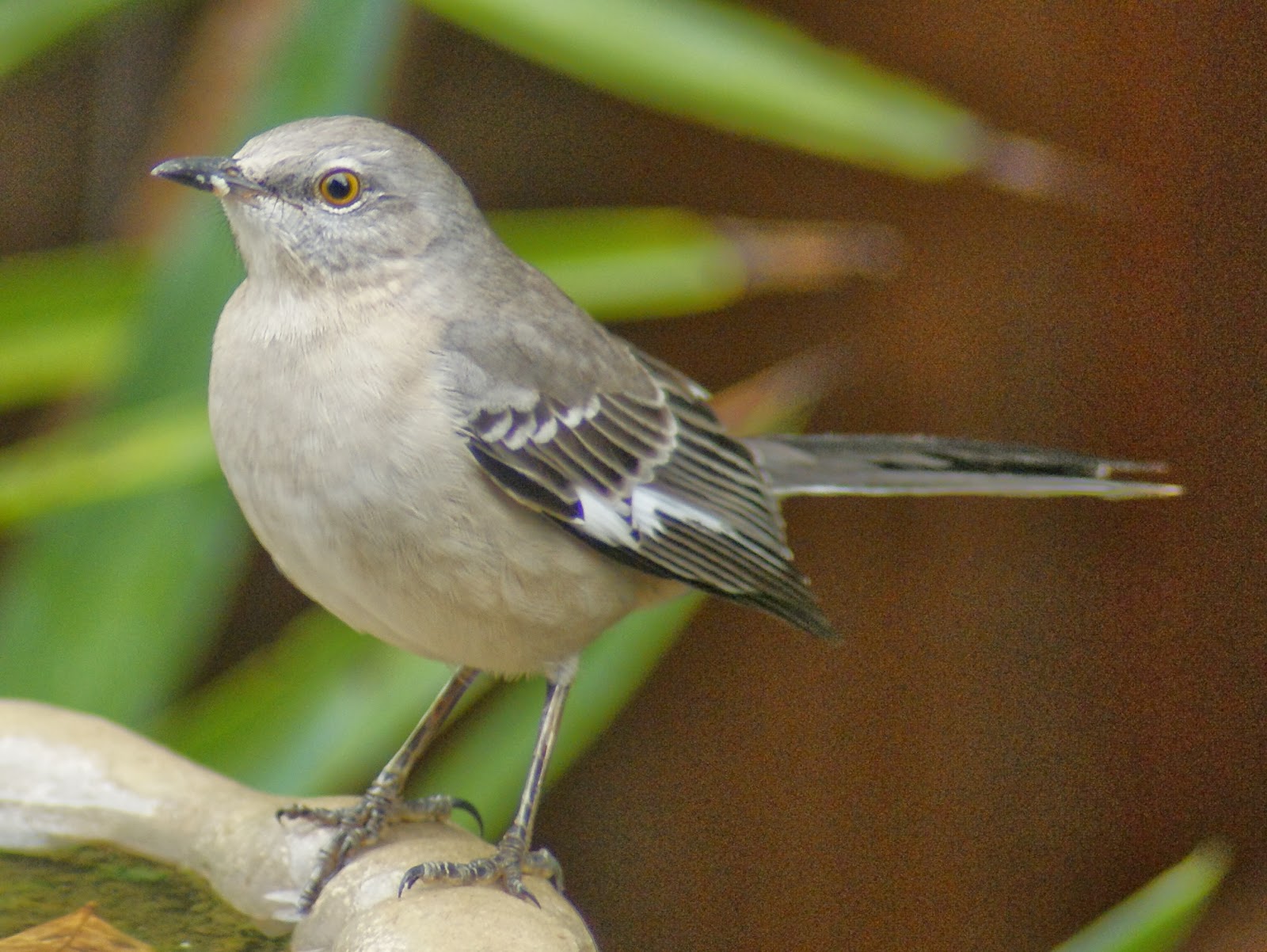 SE Texas Birding & Wildlife Watching A New Yardbird
