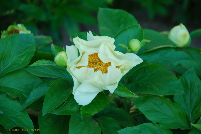 ROY PEHRSON'S BEST YELLOW, wczesne piwonie, ogrody wiejskie, projekty ogrodów wiejskich, ogrody naturalistyczne, zielonametamorfoza.pl ROY PEHRSON'S BEST YELLOW