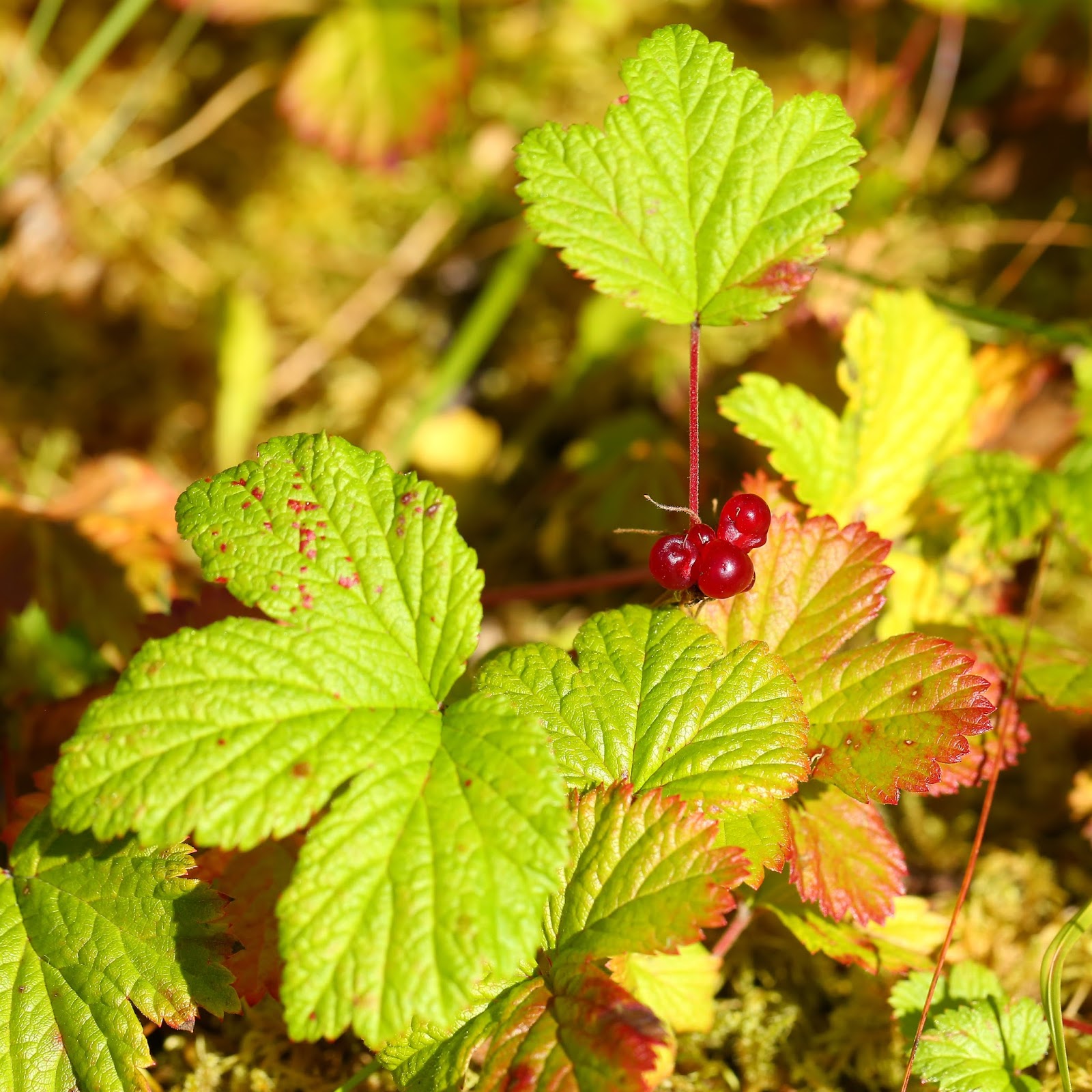 Wild Harvests The elusive and excellent Dwarf Bilberry