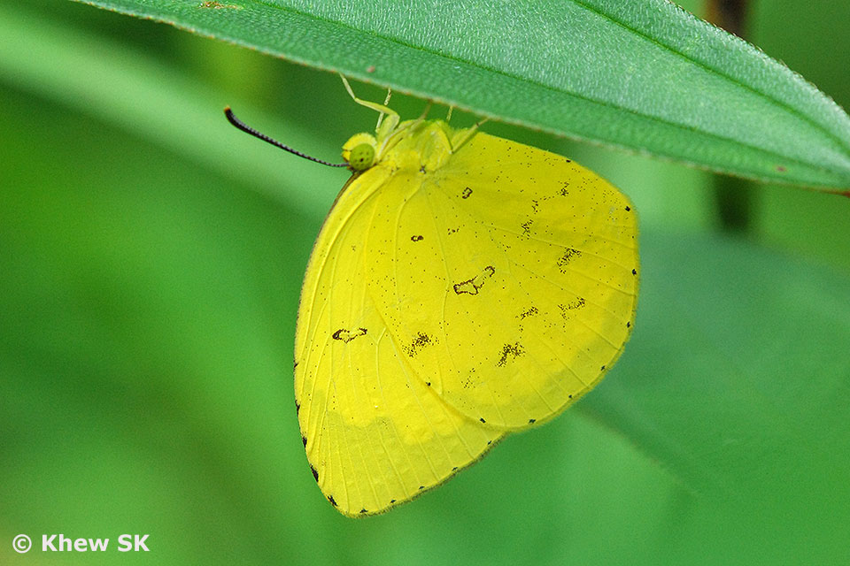 Butterflies of Singapore Upside Down Butterflies