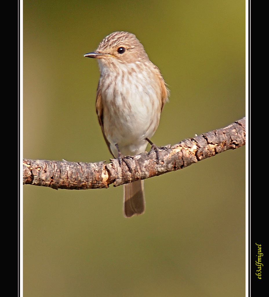 Miguel fotografia: Papamoscas Gris (Muscicapa striata)