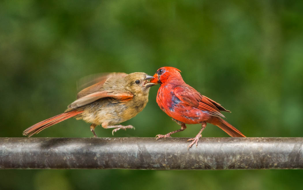 What Does A Fledgling Cardinal Look Like Get More Anythink's