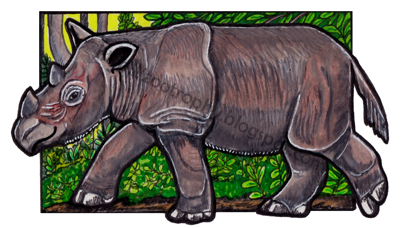 ZooTrophy Animal-a-Day Database: #729: Sumatran Rhino