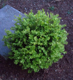 Unser schöner Garten: Im Koniferenbeet