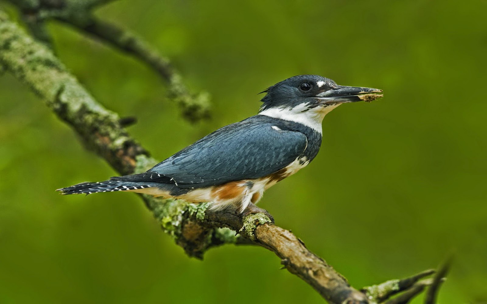 World Beautiful Birds : Belted Kingfisher Birds | Interesting Facts ...