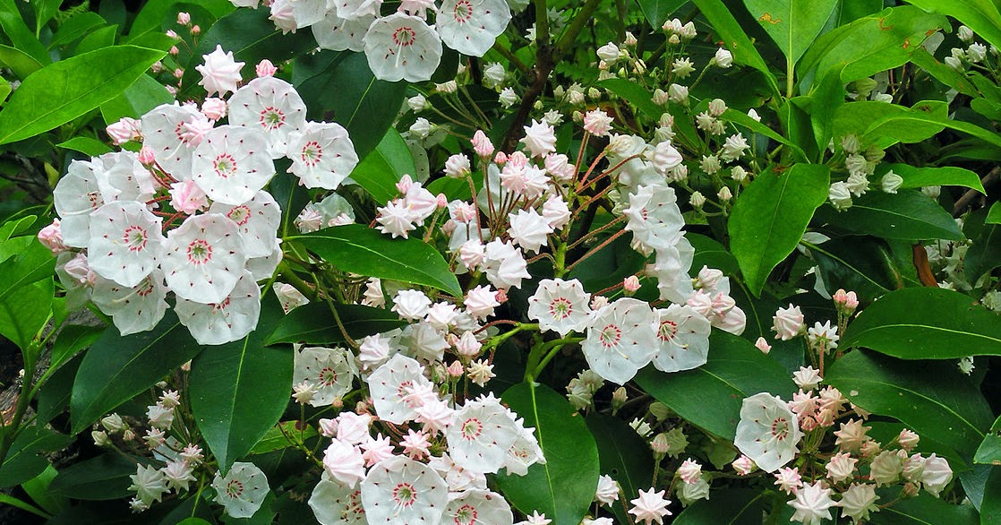 middletowneye Spring is Coming&hellip;Order CT Native Plants