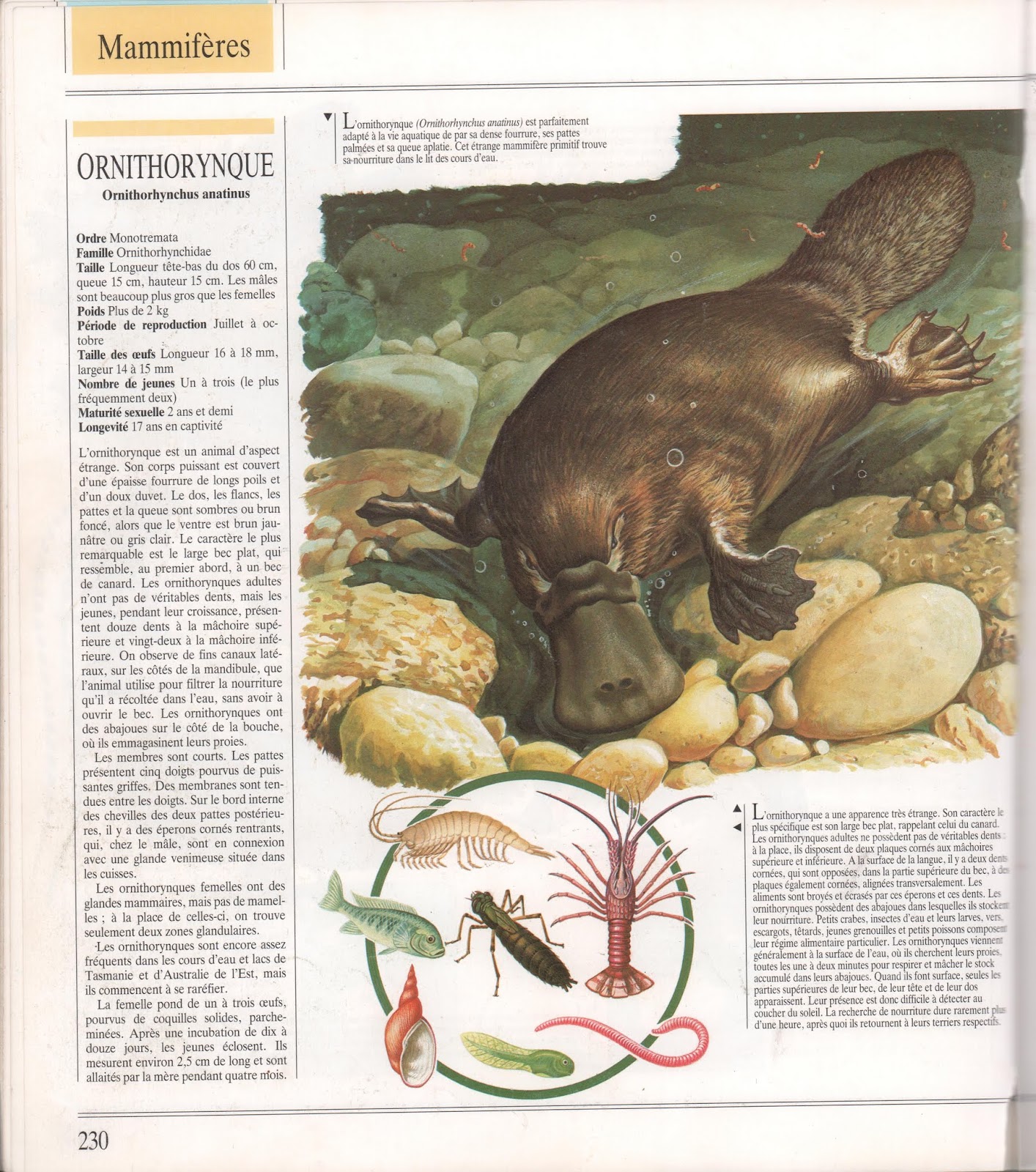 lecons de choses mammiferes encyclopedie du monde animal ninjago nya for girls ninja go coloriage lego imprimable