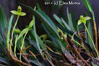 Maxillaria sp