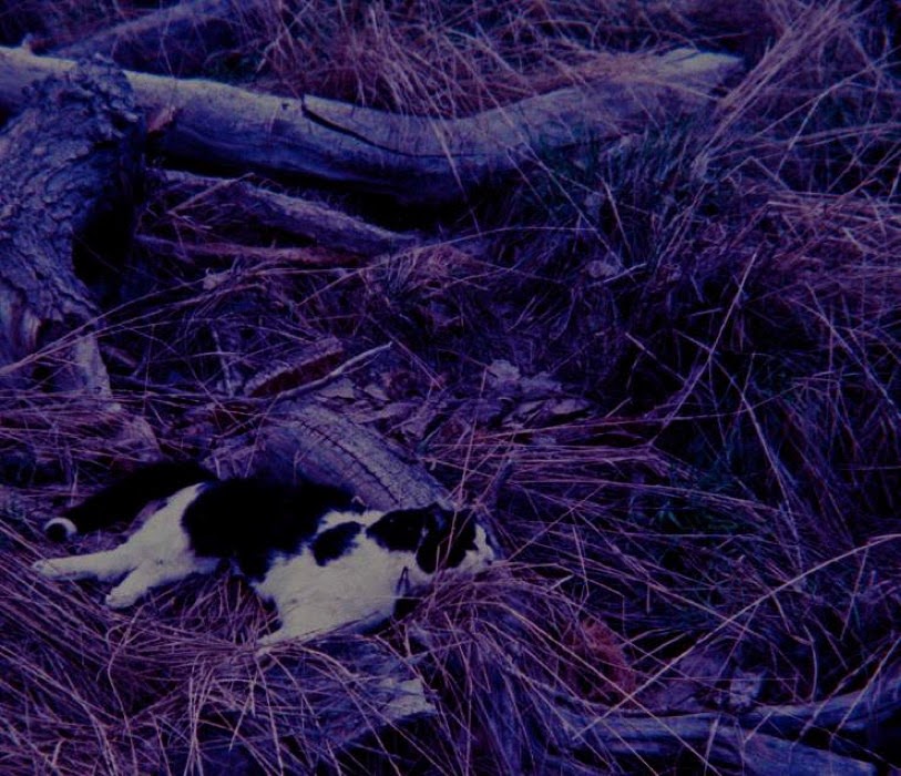 circling the drain: Meryl Streaker - Sky Burial (2014)