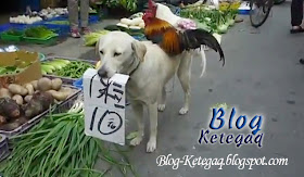 Anjing jual ayam di China