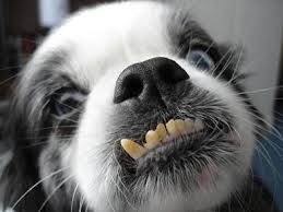Cachorro com os dentes de baixo para fora Clearance