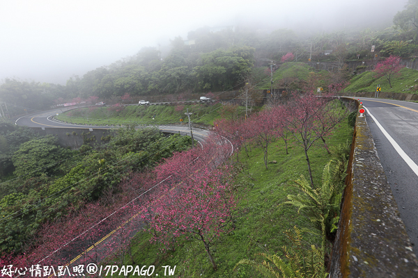 《台中.新社》新社興和產業道路的連續彎路櫻花林,路旁轉角的櫻花之美 《台中.新社》新社興和產業道路的連續彎路櫻花林,路旁轉角的櫻花之美