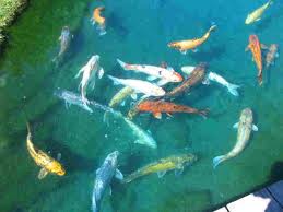 Keeping Your Koi Pond Clean | Nishiki-Colorful-Koi