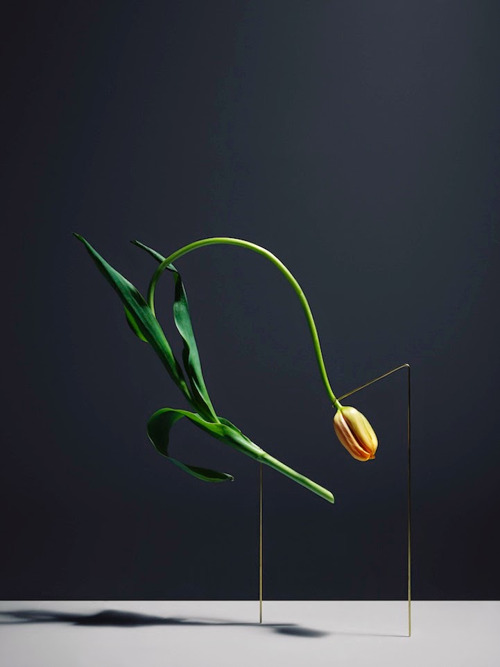 Растения минимализм картинки