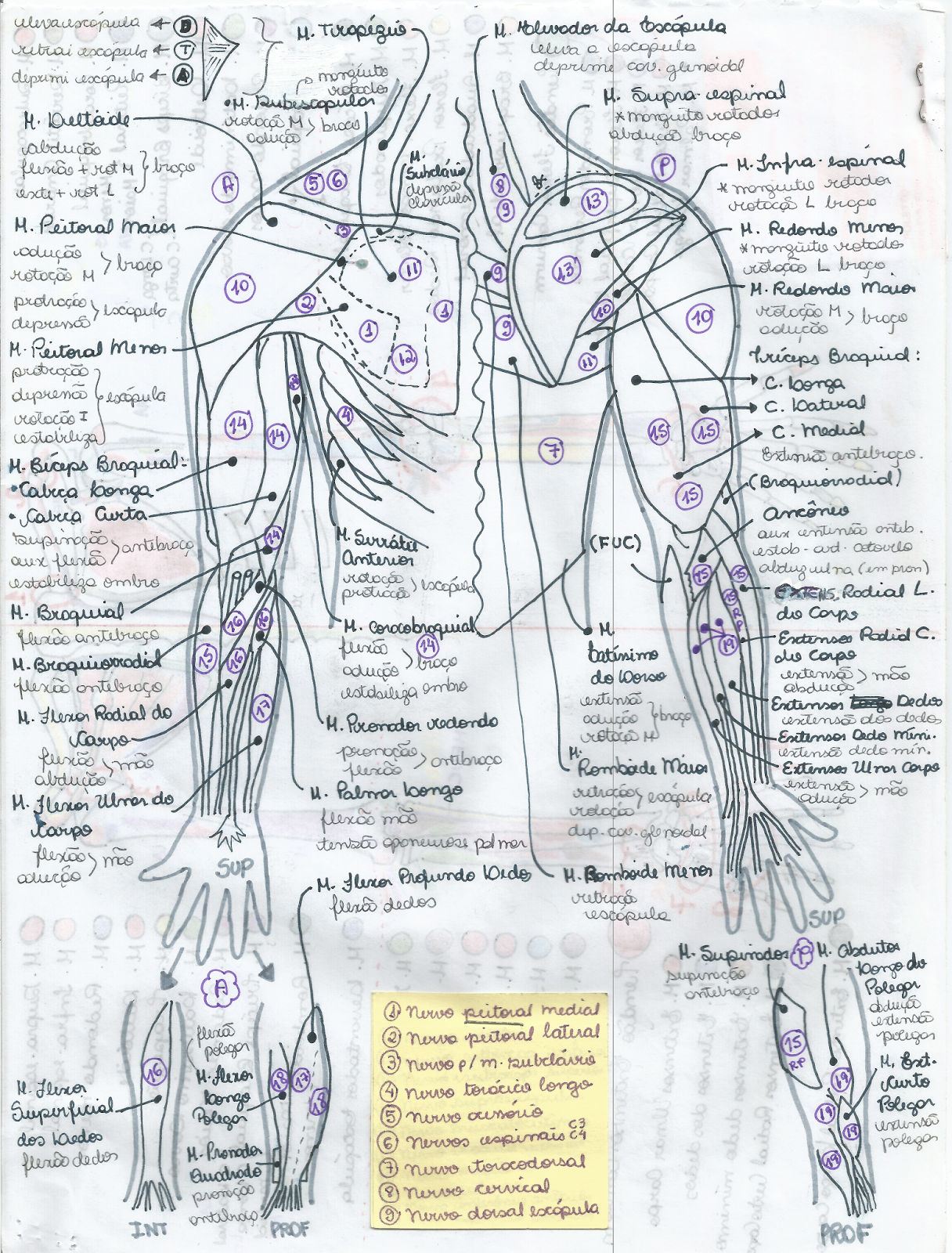 Livros de medicina anatomia humana