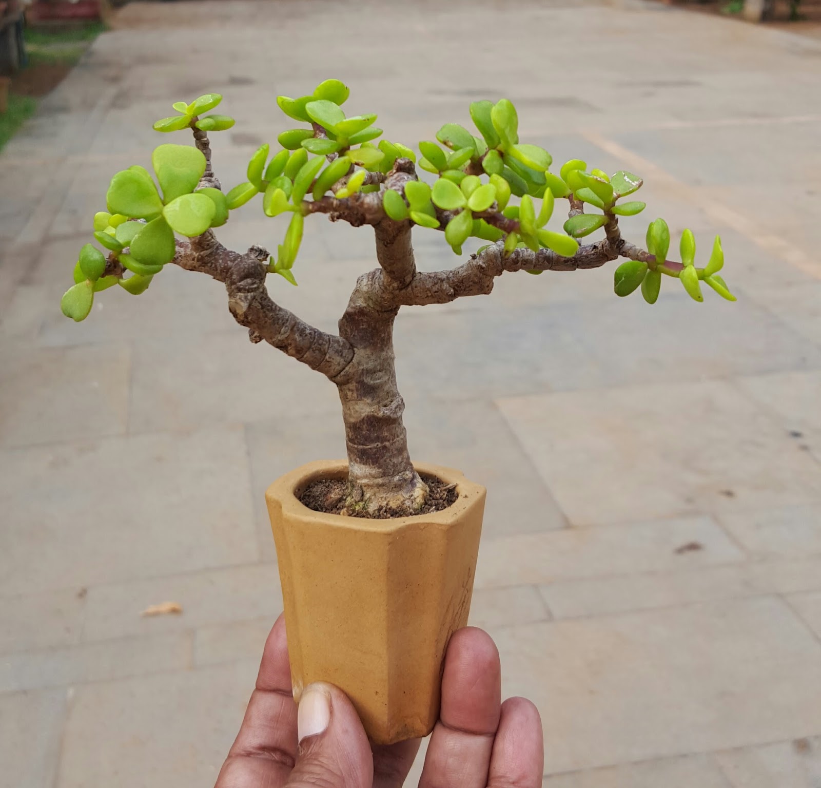 Bodhi Bonsai, Chennai, India