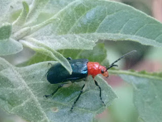 foto-insecto-antonio-marques-brasil foto-insecto-antonio-marques-brasil