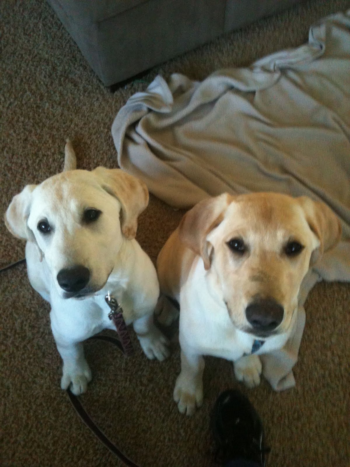 Unleashed Dog Training Are getting littermates a good idea??