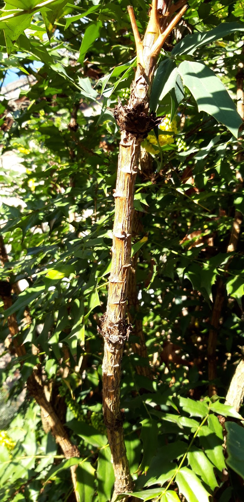 Oregon Grape Facts And Health Benefits