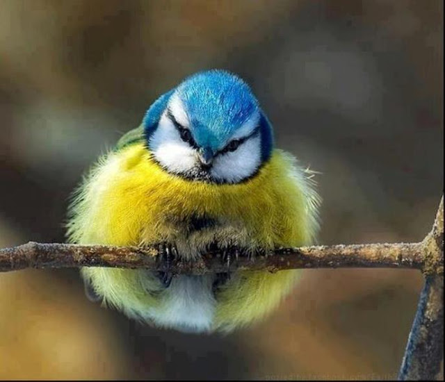 Most Amazing Facts: Real Angry Bird..!