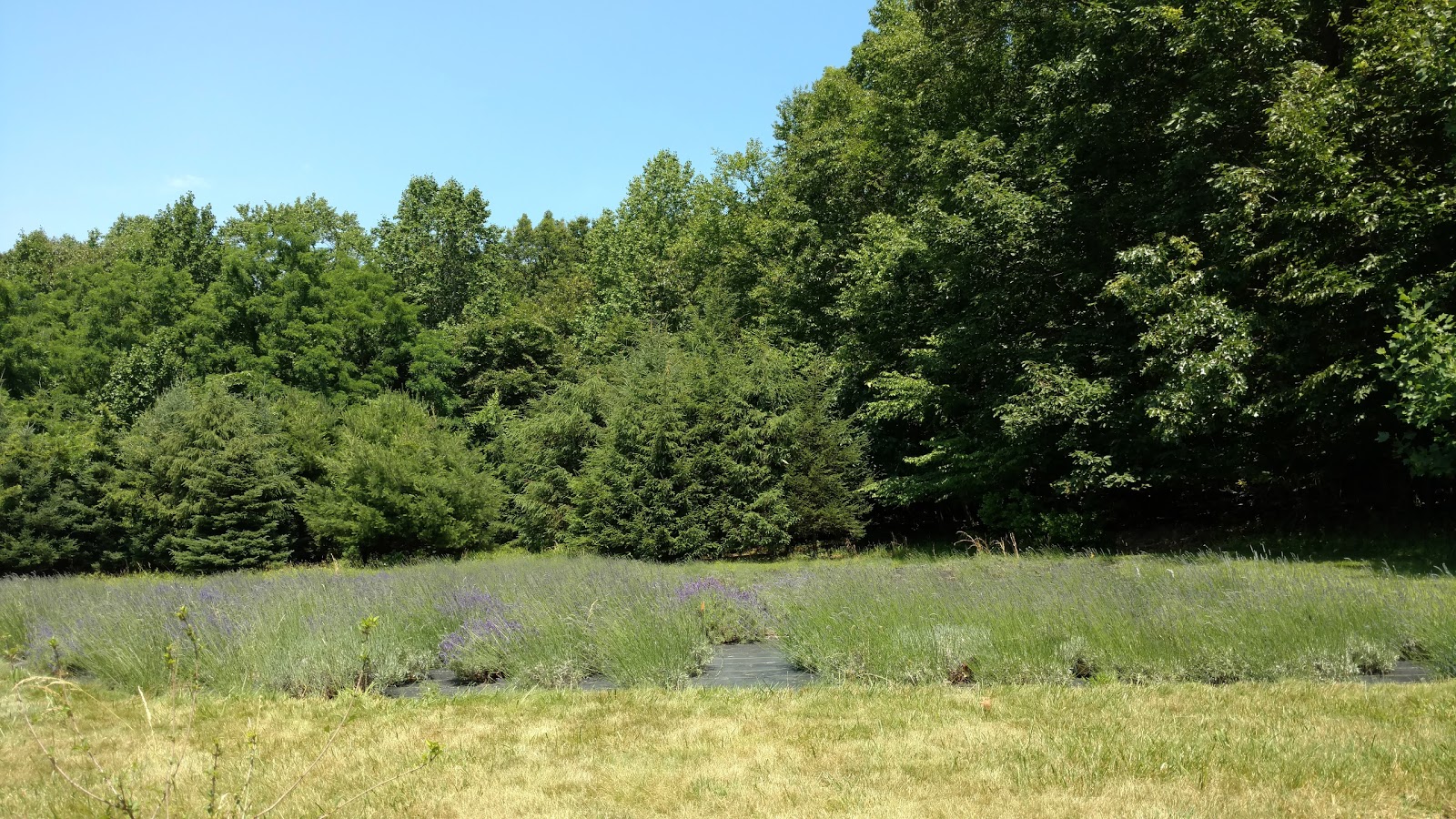 Live free or die Лаванда...(Pleasant Valley Lavender Farm,