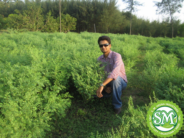 S. M. Heena Industries Indigo Cropping in Southern part