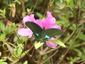 Paris peacock swallowtail butterfly in Wuzhou, China