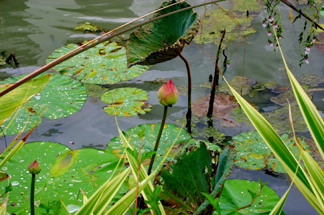 Beautiful water lilies everywhere, even in the most modest of buckets.