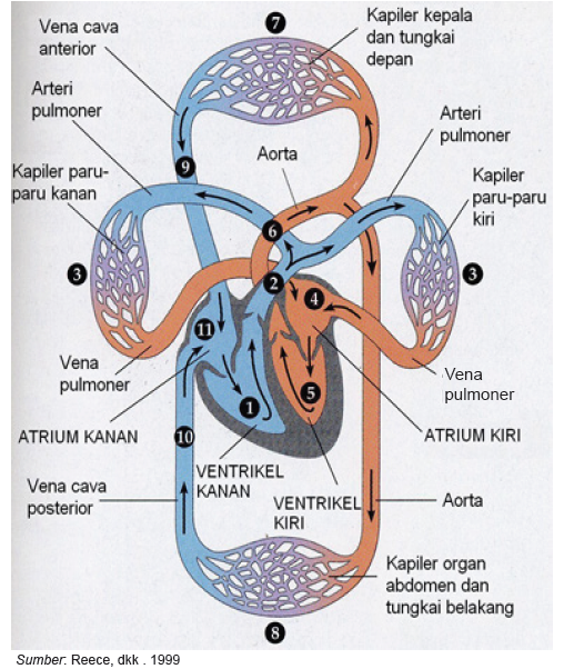 Sistem Transportasi Pada Manusia Dilengkapi Gambar - MaoliOka
