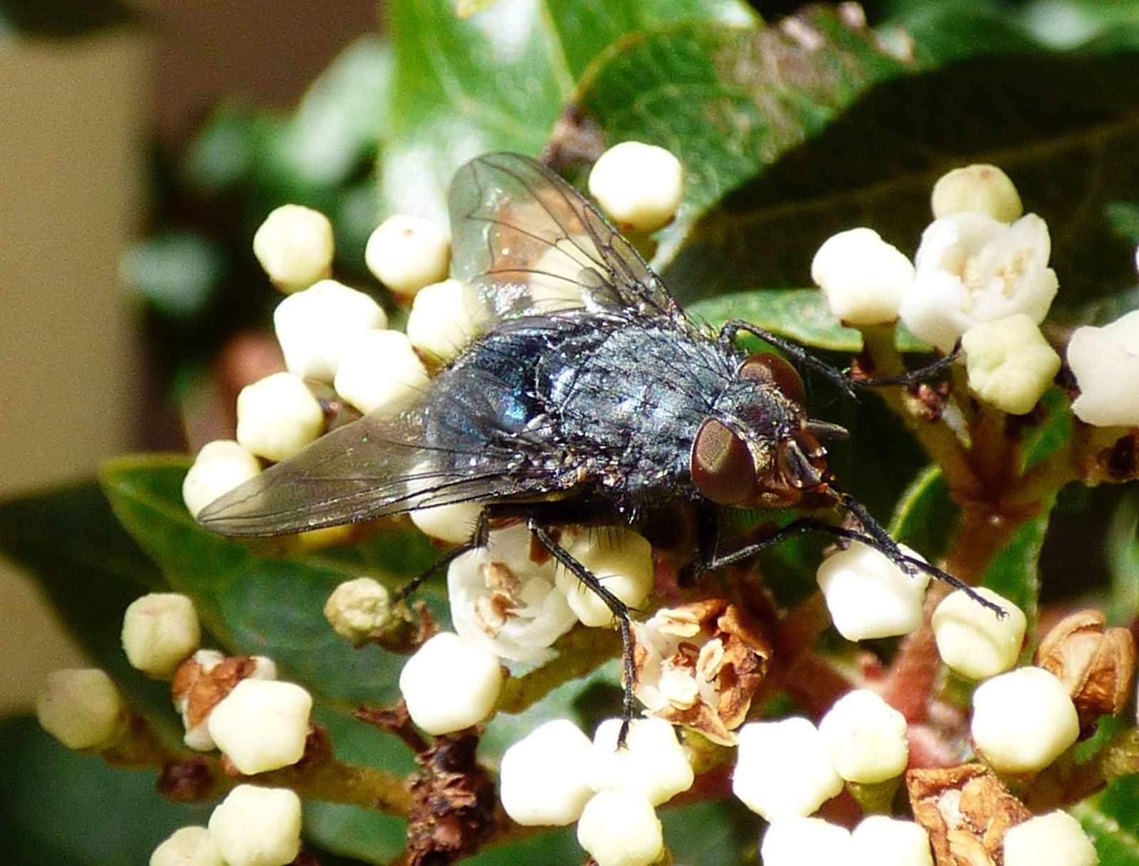 Viburnum tinus: ケア - Viburnum tinus の剪定