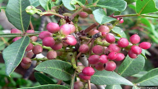 Prutas Nagsisimula Sa F: Halimbawa At Ng Mga Prutas Nagsisimula Sa F