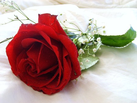     ,   ,   flowers-red-rose.jpg