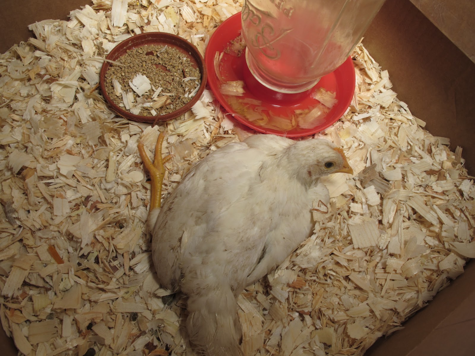 Joe's Garden Journal Chicken Update 5/30/13 Sick Baby