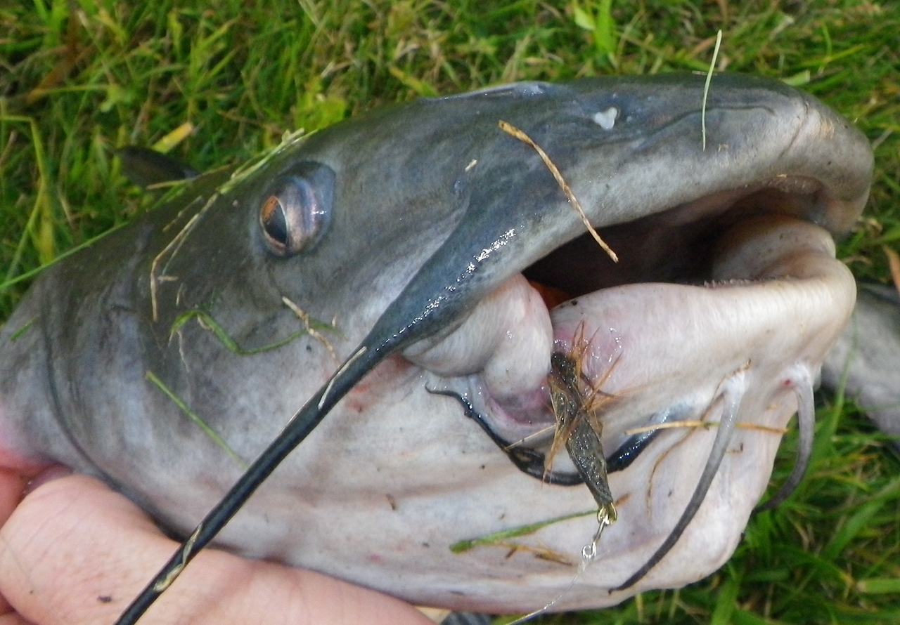 Fly Fishing for Channel Catfish – Fishing Prairie and Shield