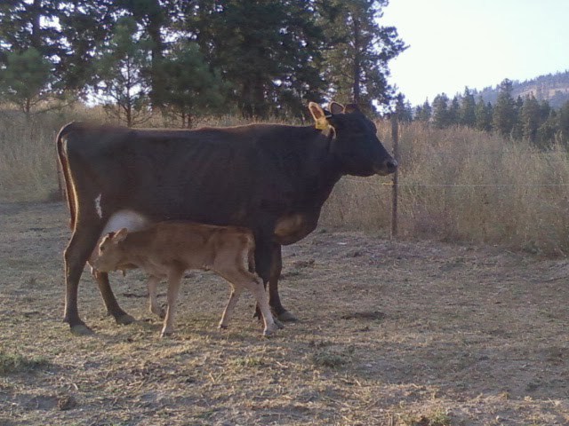 Dairy cow and calf in pasture