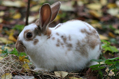 English Spot Rabbit Breed Personality Singapore