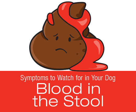 Symptoms To Watch For In Your Dog Blood In The Stool