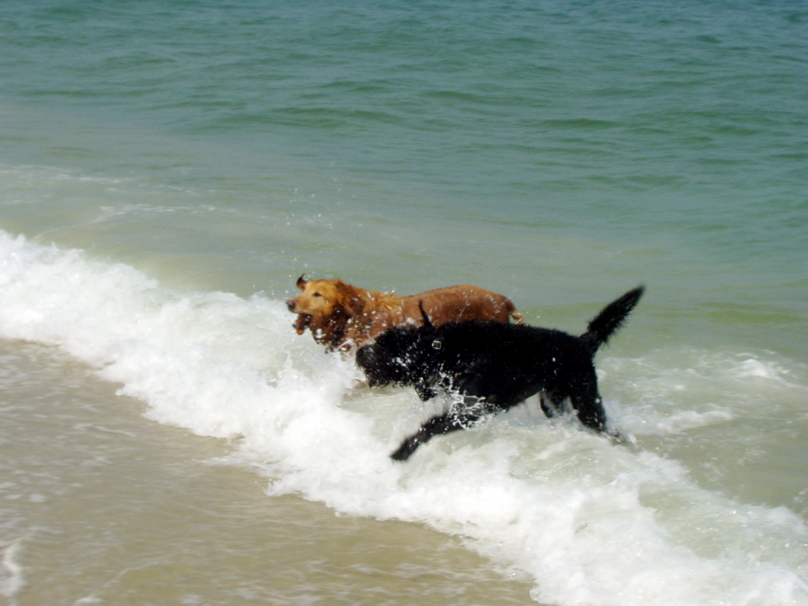 hikewithyourdog Island Beach State Park