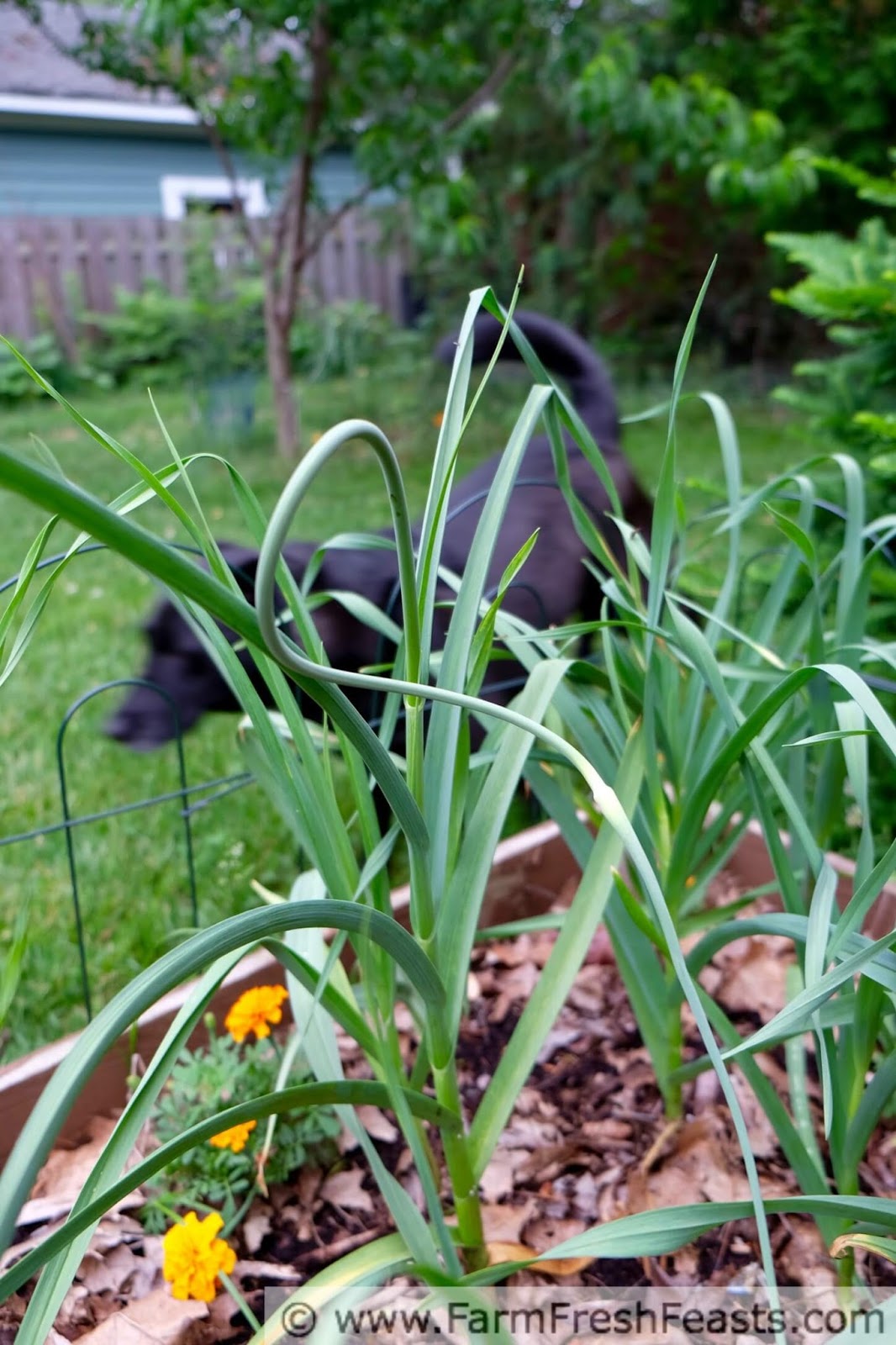 Farm Fresh Feasts How to Dehydrate Garlic in an Oven