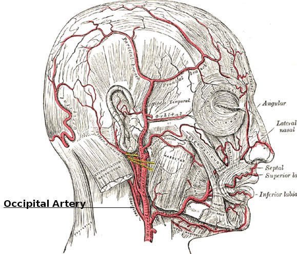 Science & Medicine: Occipital Artery