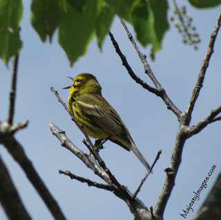 Prairie Warbler
