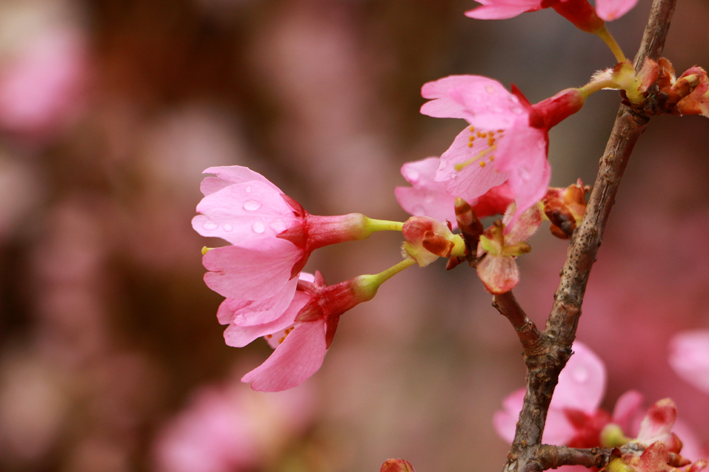 [Image: Hoa-anh-dao-Nhat-ruc-sac-giua-tiet-xuan-Ha-Noi.-4.JPG]