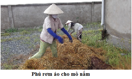 KỸ THUẬT TRỒNG NẤM RƠM NGOÀI TRỜI ~ PHAN BẢO MINH