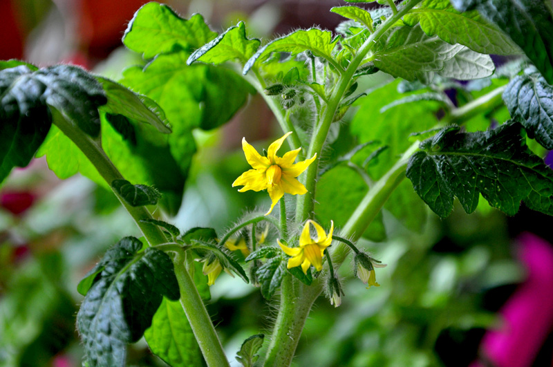 Desktop Garden First Tomato Flowers
