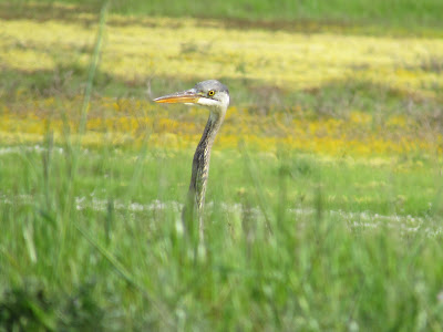 Sacramento National Wildlife Refuge