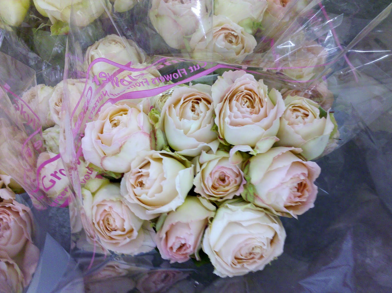 Skyline Flowers of Seattle Garden Roses Are Here