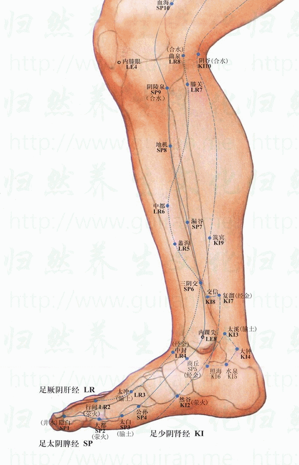 膝關穴位 | 膝關穴痛位置 - 穴道按摩經絡圖解 | Source:zhentuiyixue.com