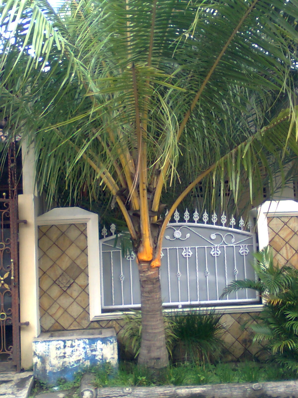 TERAS ALAM: pohon kelapa gading | jual pohon kelapa gading | harga
